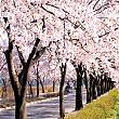 경포 벚꽃 축제